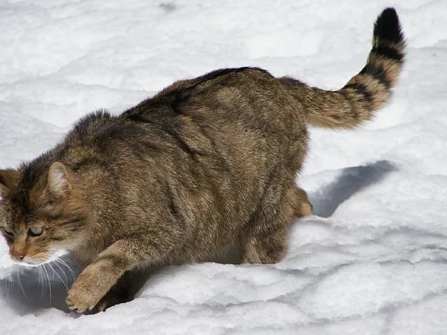 Wildcat