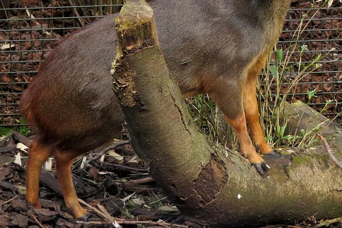 Pudu