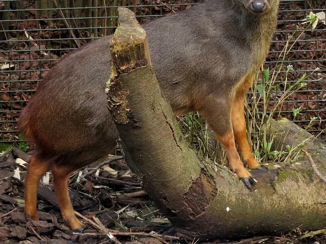 Pudu