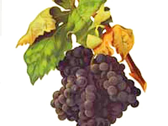 Tempranillo