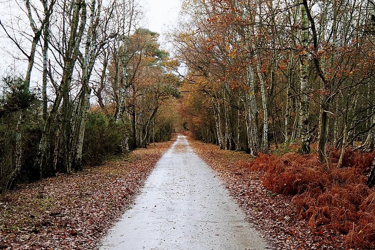 Skipwith Common