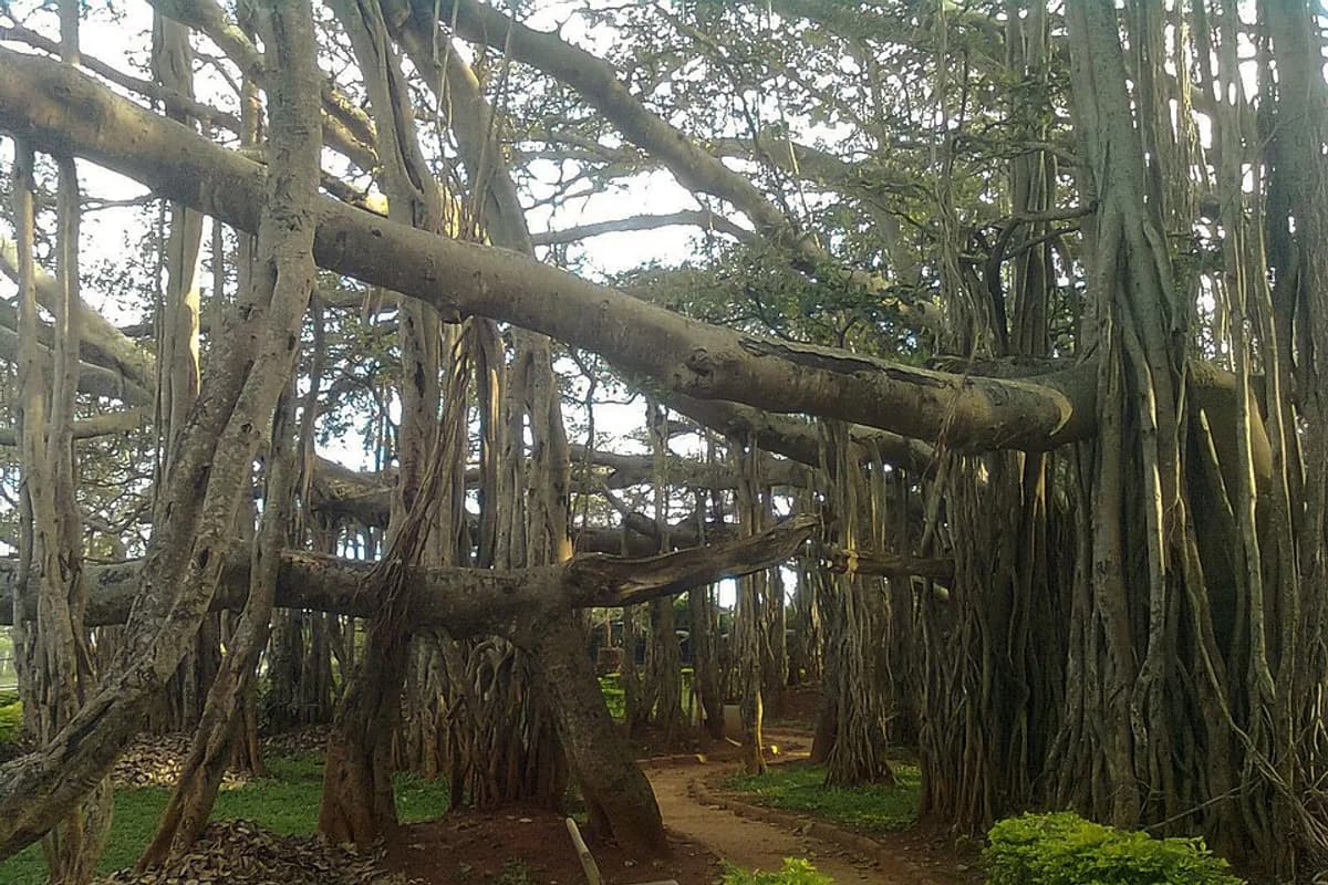 Banyan