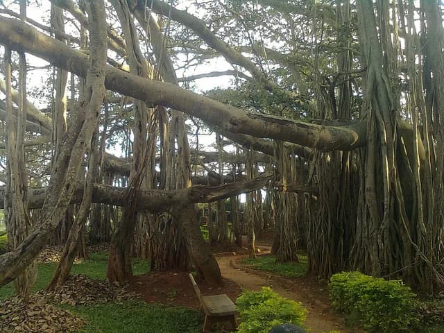 Banyan
