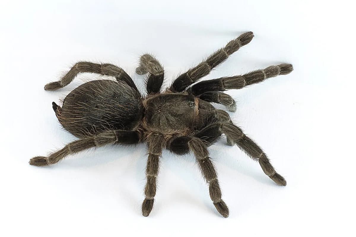 Tarantula