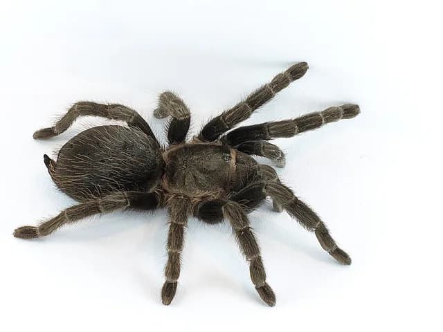 Tarantula