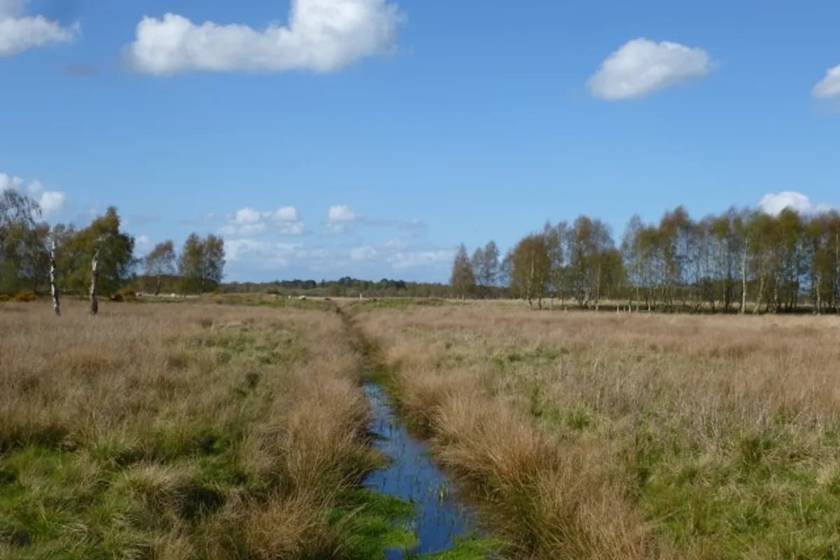 Strensall Common