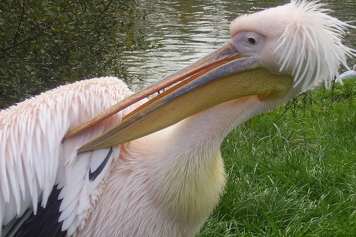 Blackpool Zoo
