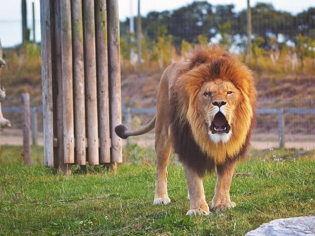 Yorkshire Wildlife Park