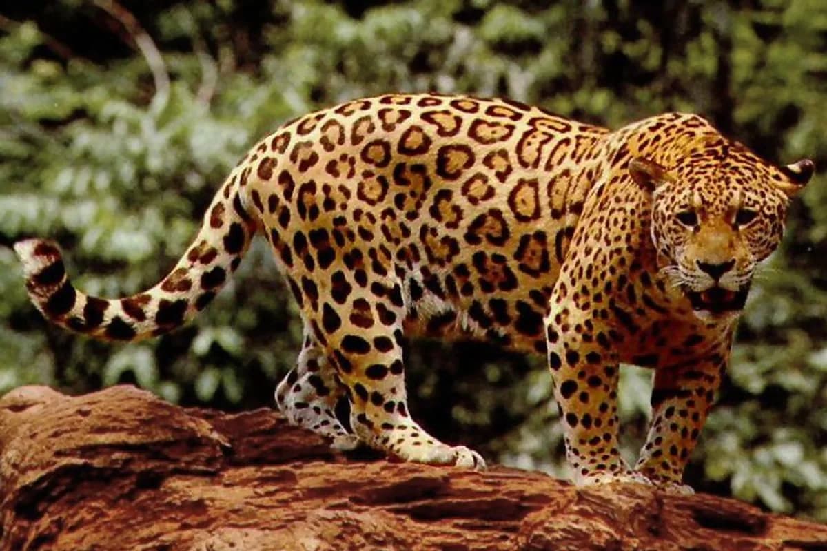 Jaguar