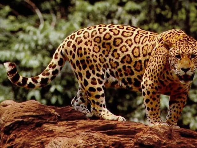 Jaguar