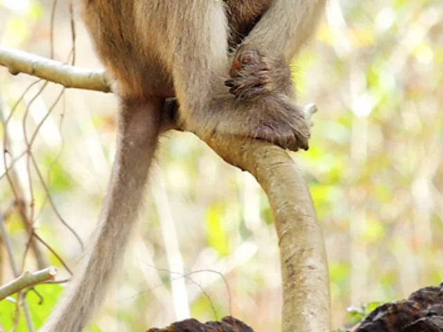 Macaque