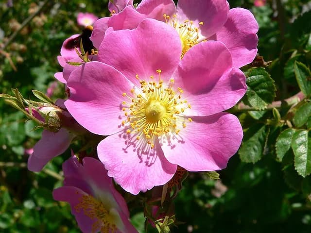 rose