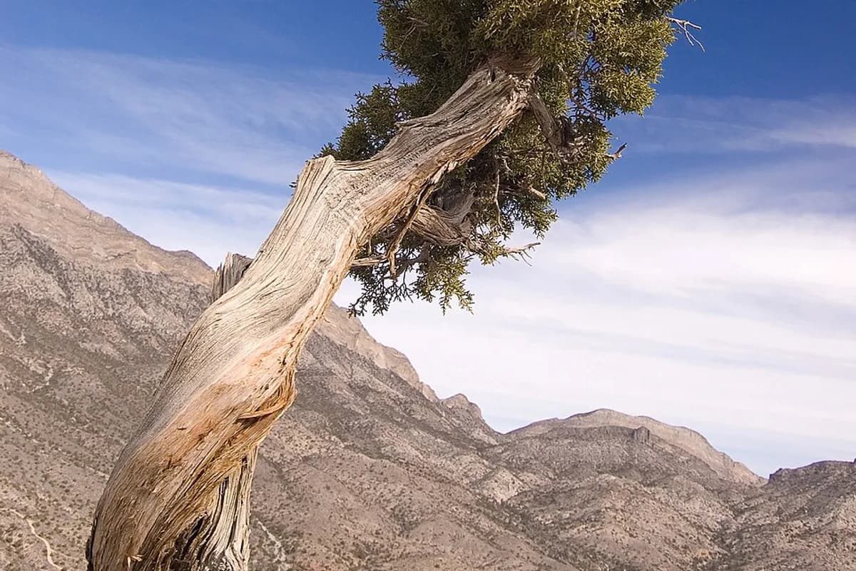 Juniper
