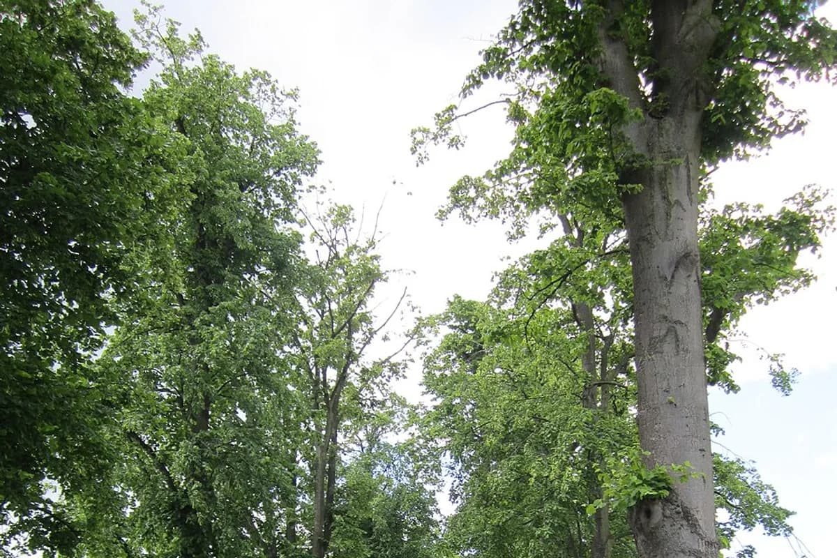 Whitby Park