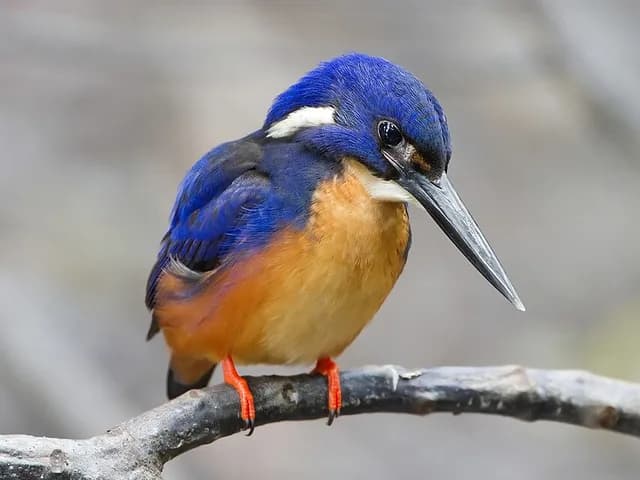 Kingfisher