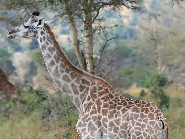 Giraffe