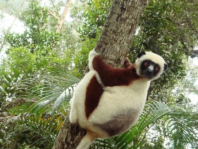 Sifaka