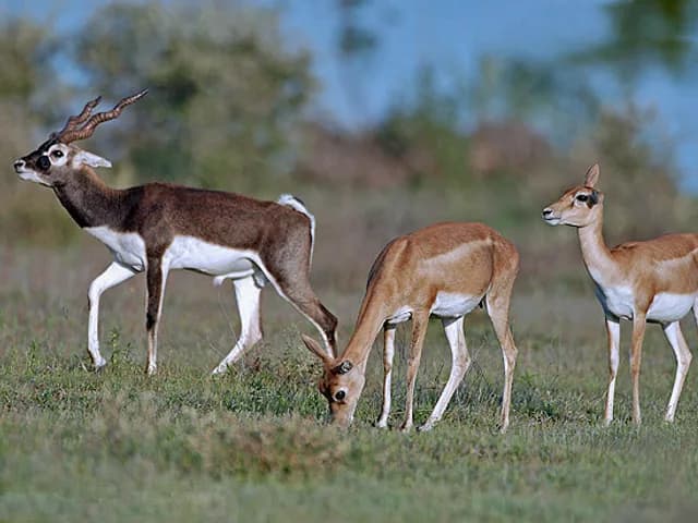 Antelope