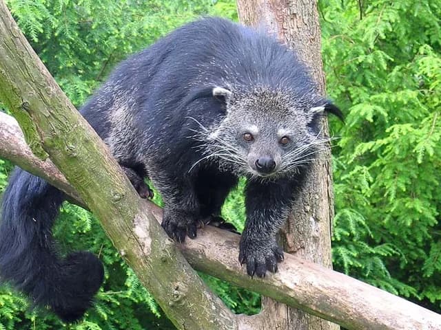 Binturong