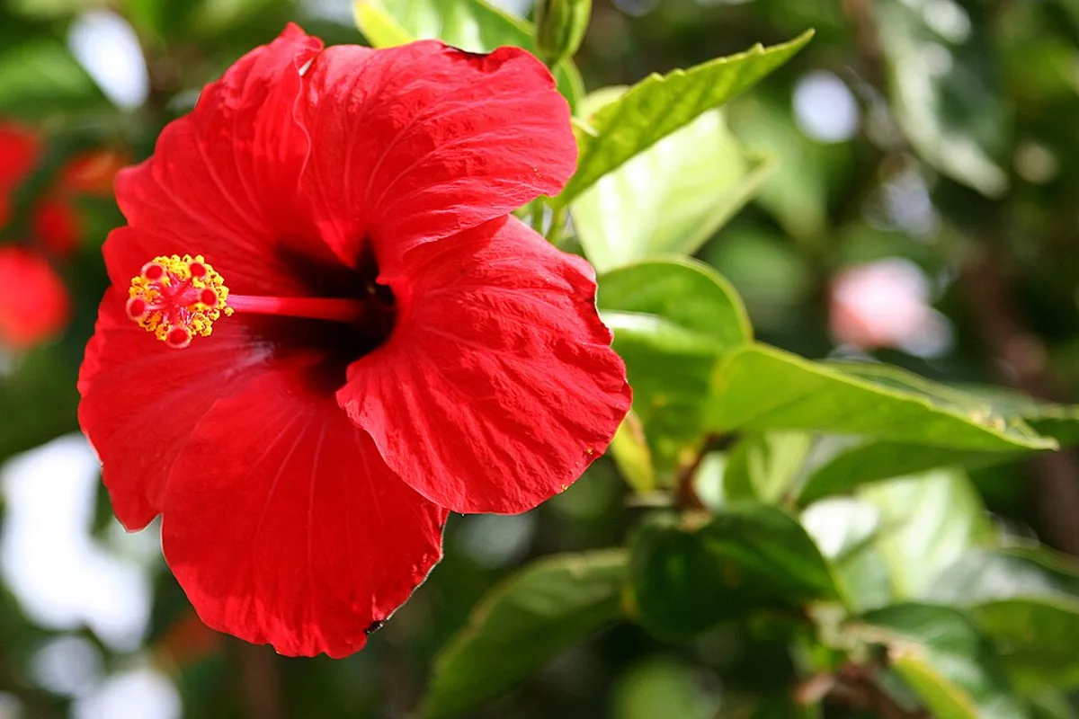 China Rose