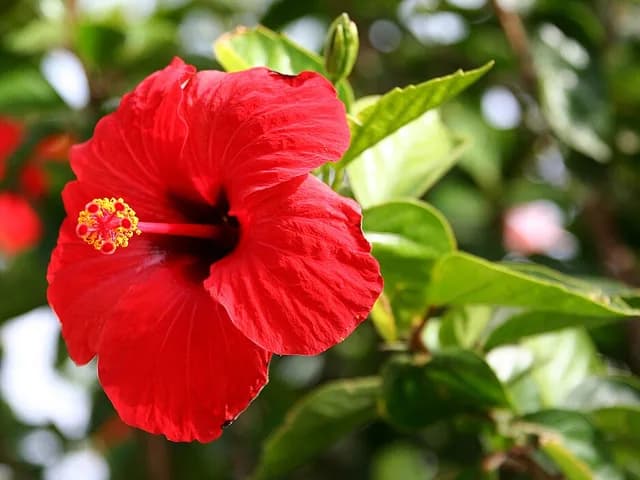 China Rose