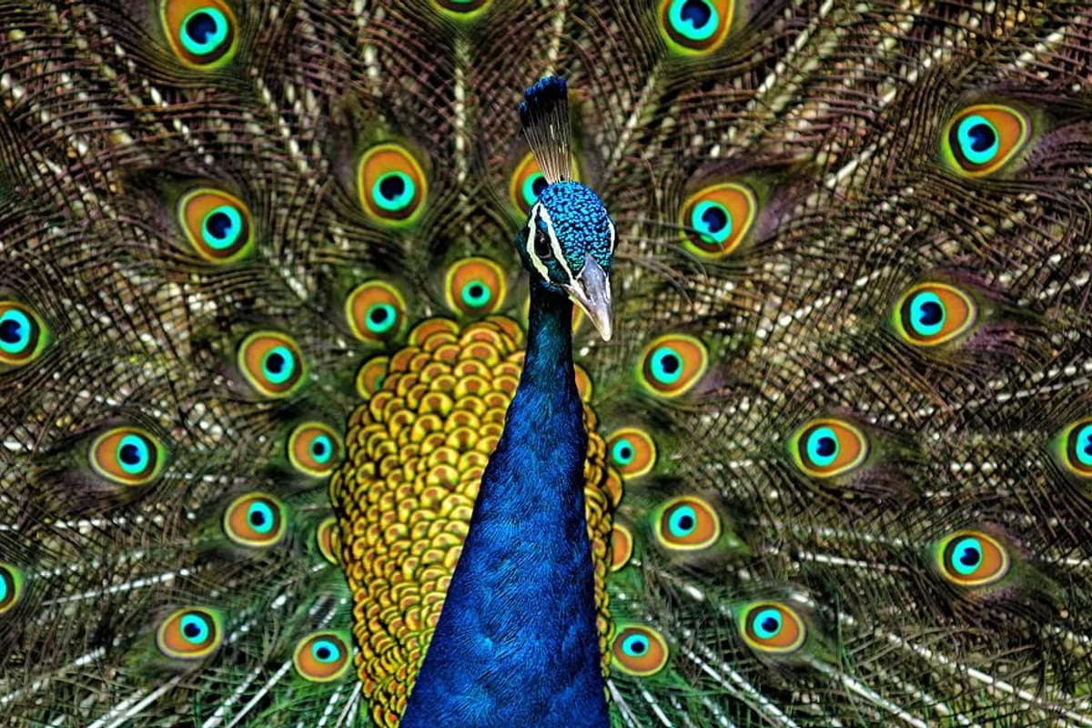 Peafowl