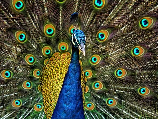 Peafowl