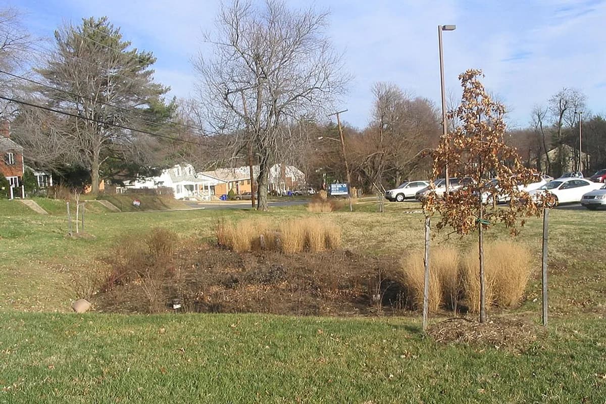 Rain garden