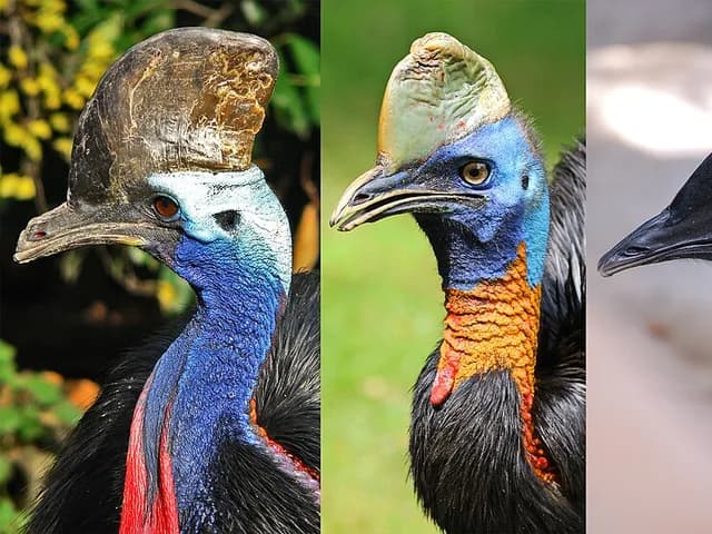 Cassowary
