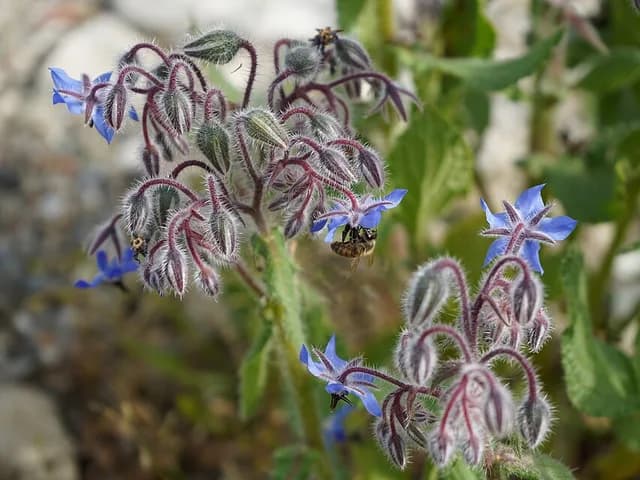 Borage