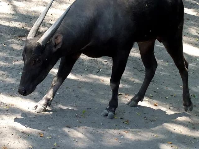 Anoa